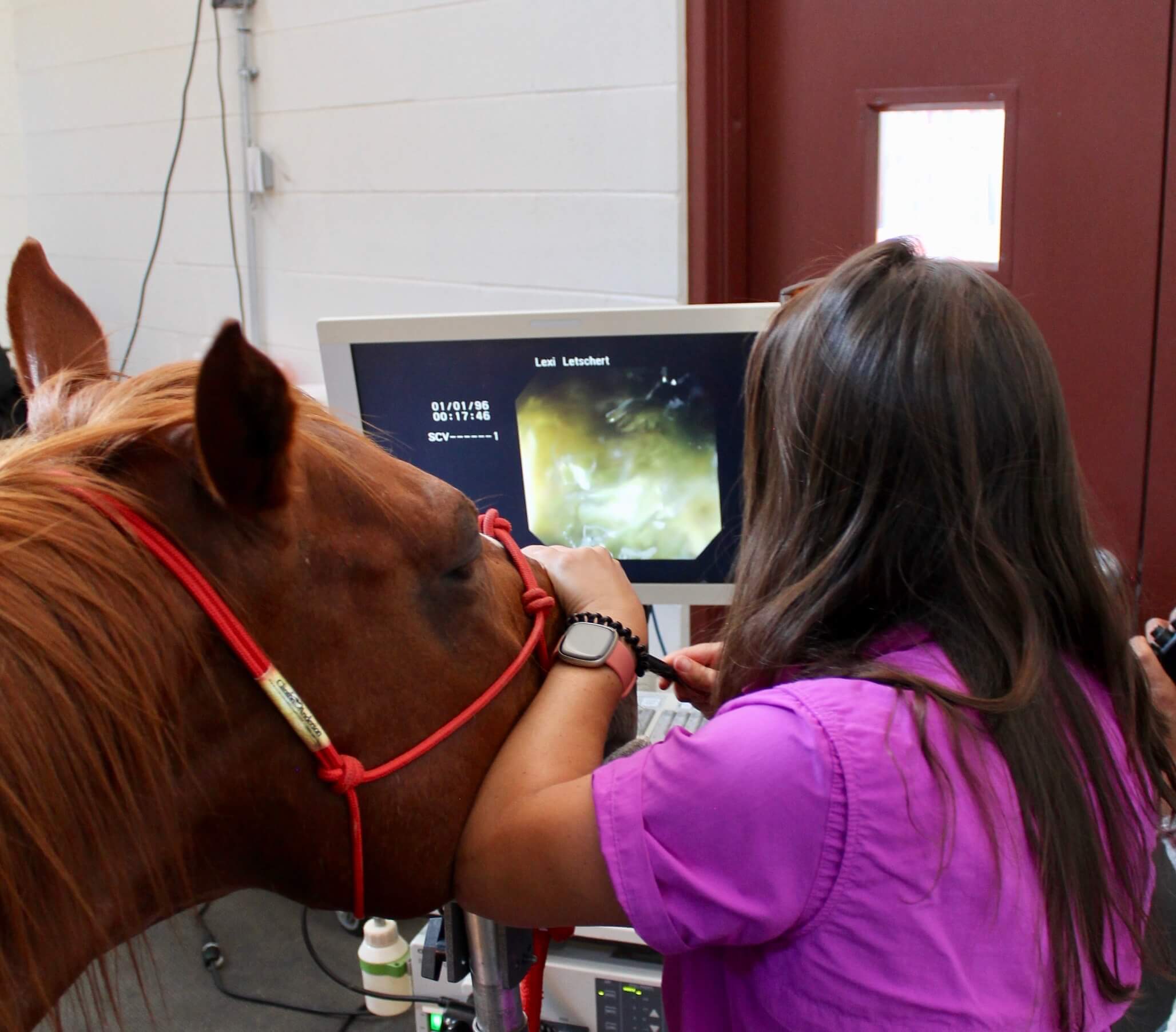 Dr. Bevevino performing gastroscopy