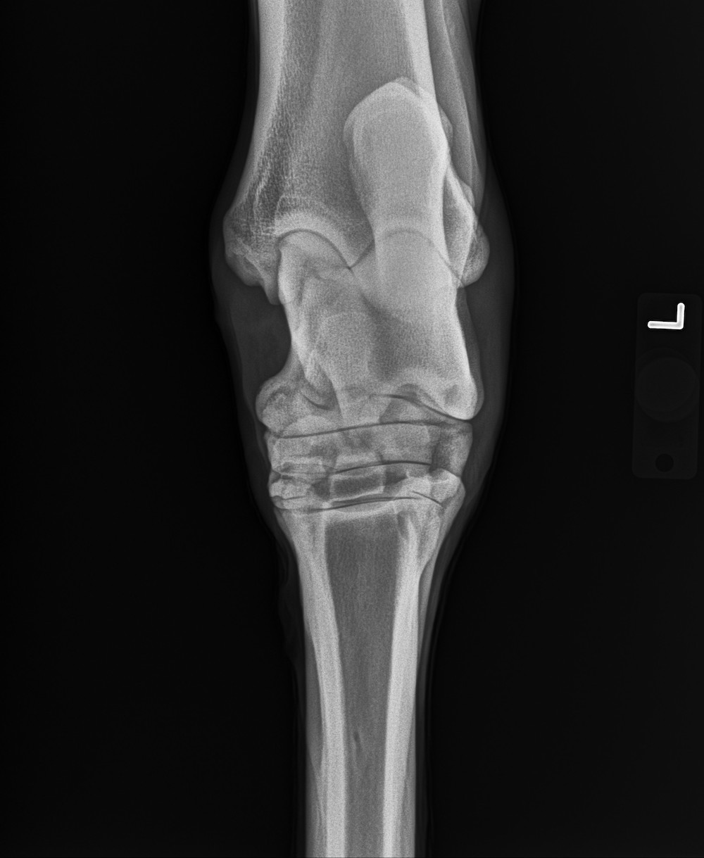 Roaring Fork Equine Horse X-ray