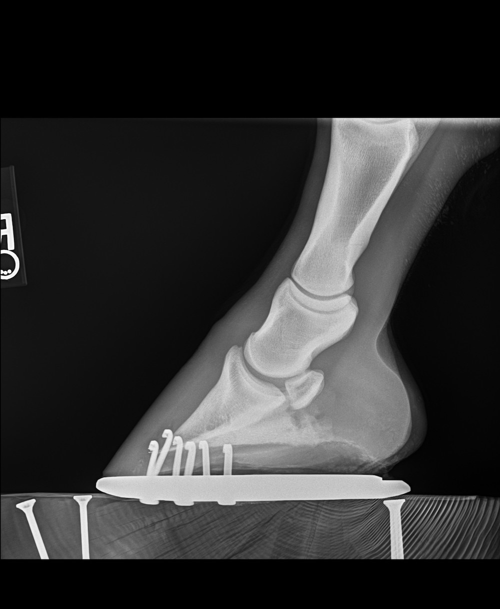 Roaring Fork Equine Horse X-ray