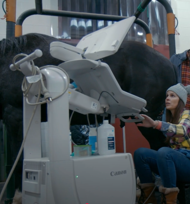 Dr. Bevevino ultrasound the suspensory ligament of a horse
