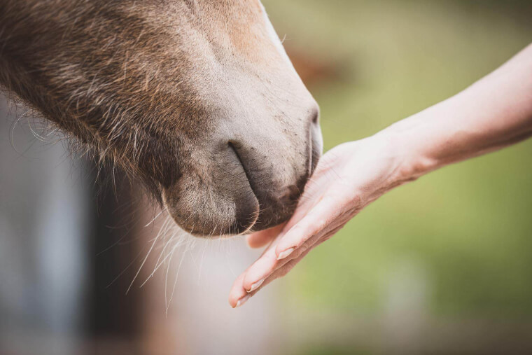 Equine Internal Medicine in Glenwood Springs