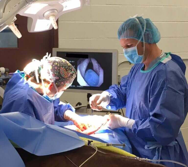 Equine Surgery in Glenwood Springs