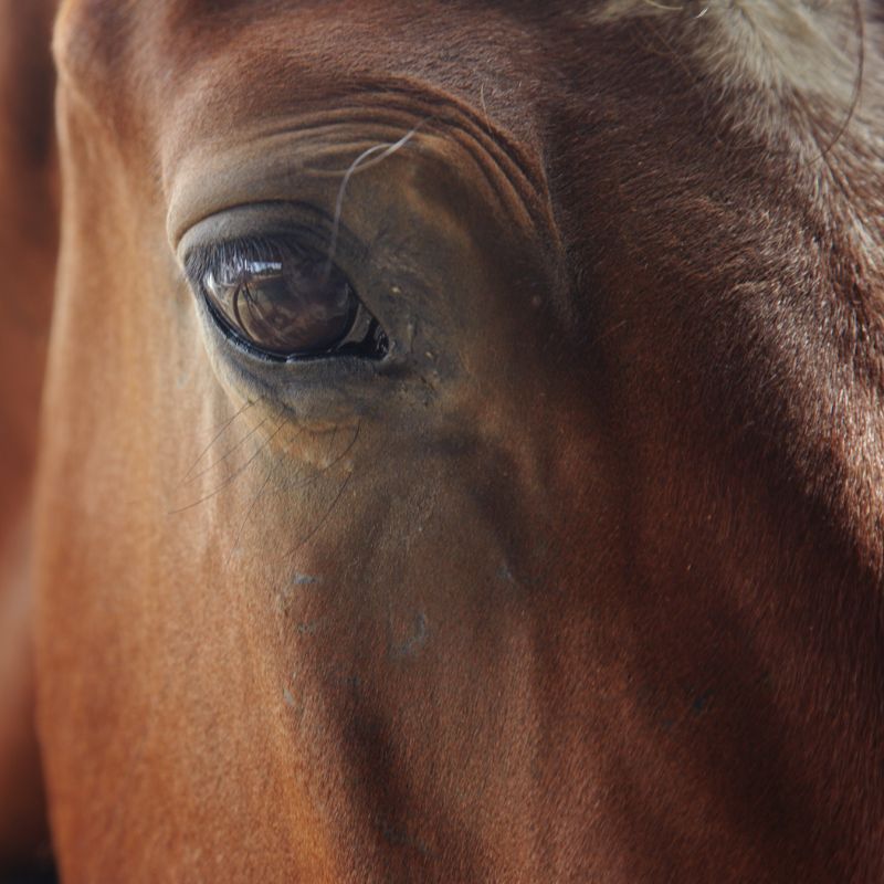 Roaring Fork Equine Veterinarian Eye Care Horse