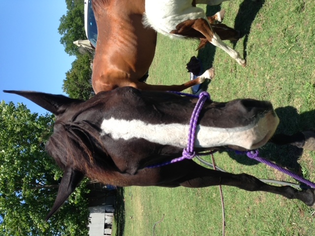 Horse with Droopy Face Neuro