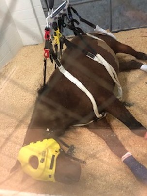 Horse Neuro in Sling with Helmet